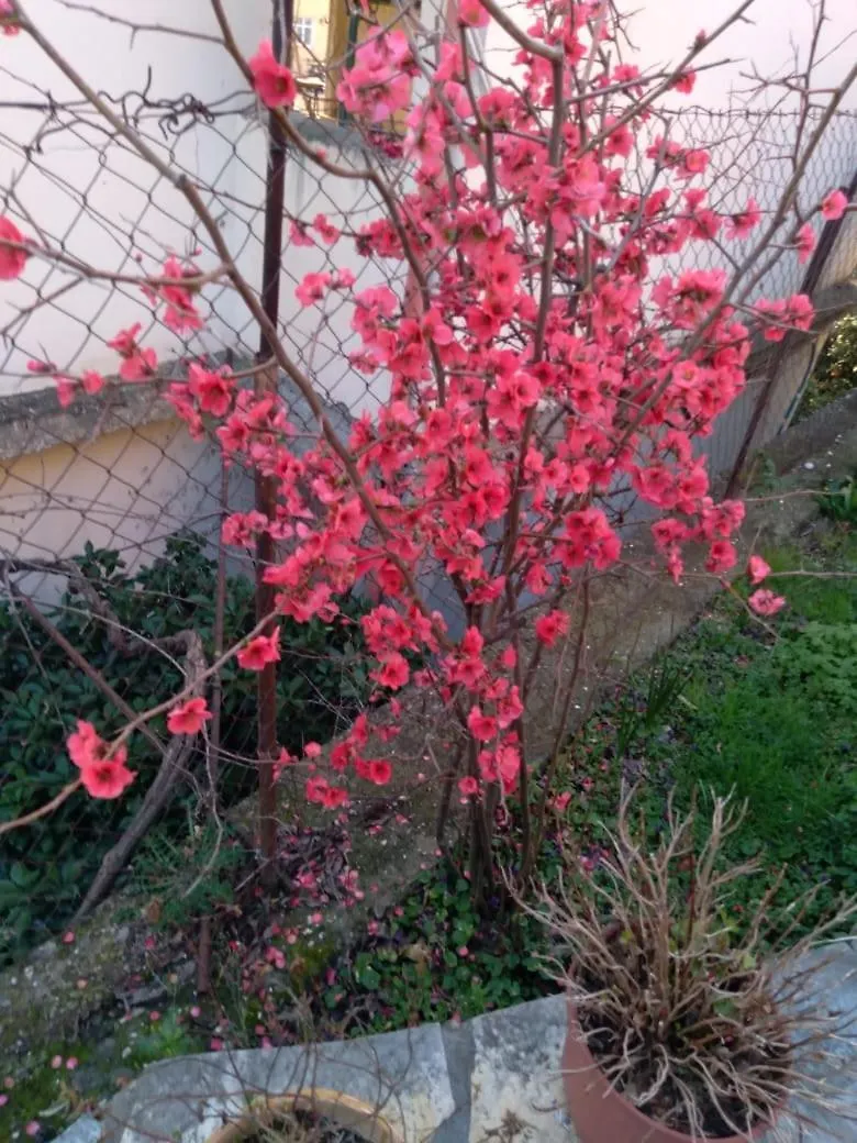 Sara Guesthouse Berat Pensionat